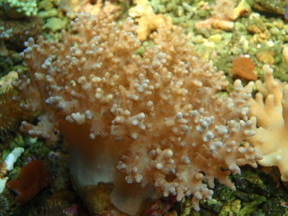 אלמוג סינולריה נוטאנדה